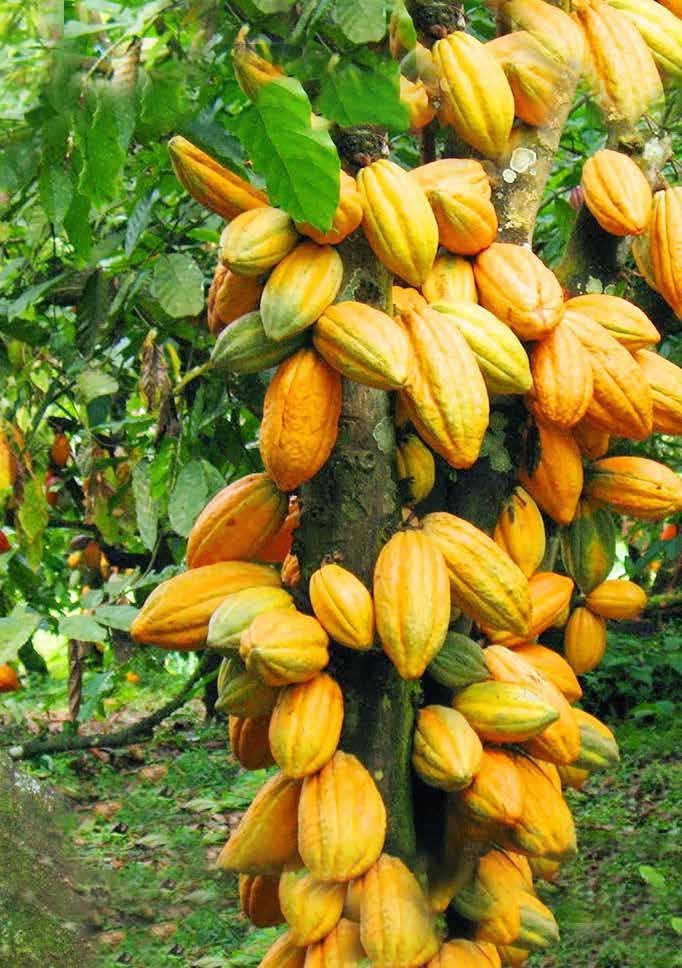 cocoa